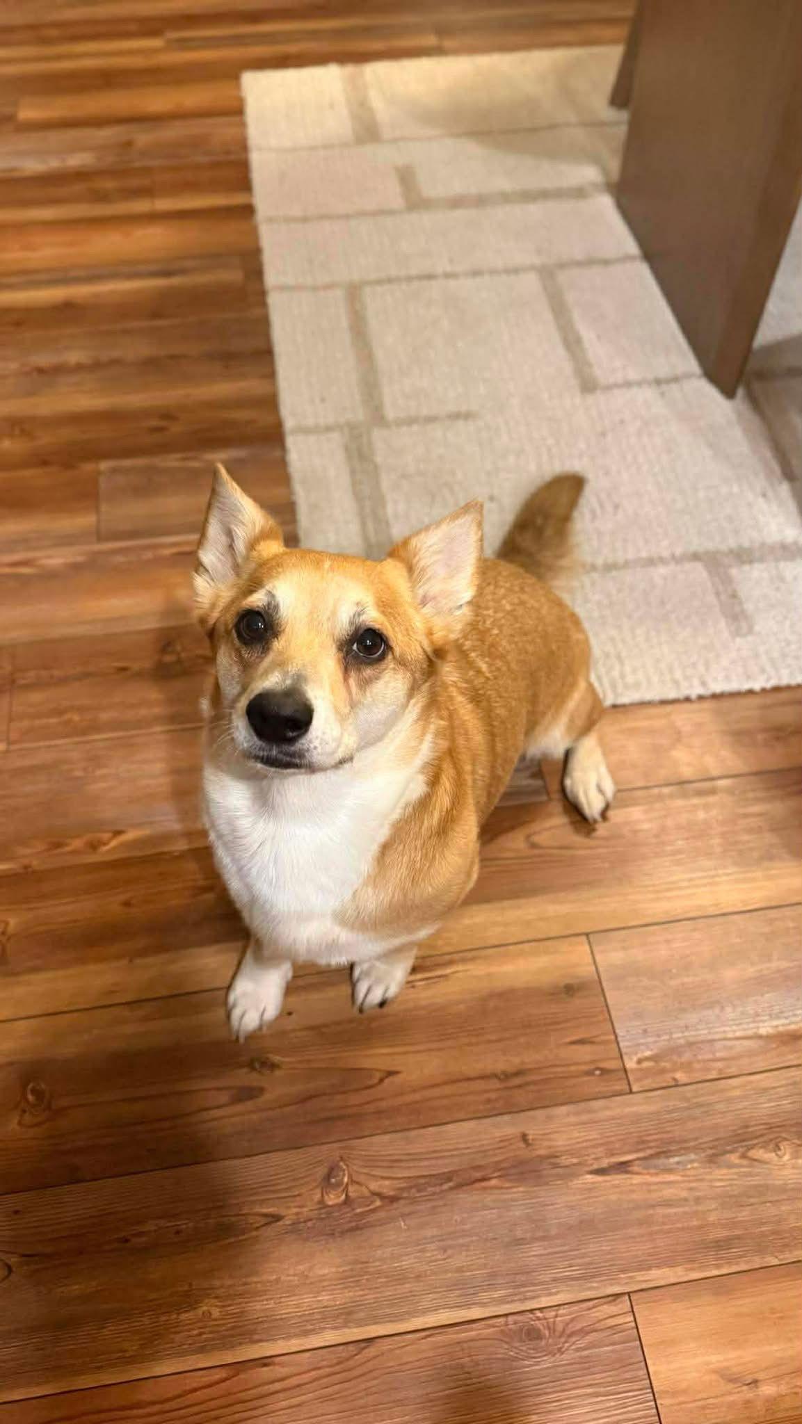 Mango, Adoptable, Young Male Corgi.