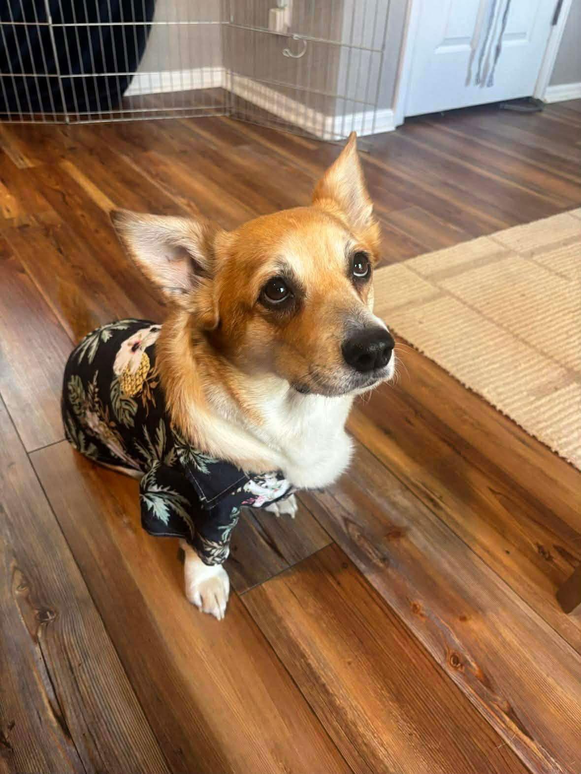 Enlarge Mango, a Adoptable Corgi in Denver, CO image 2/3