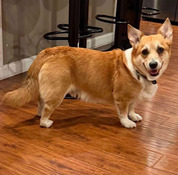 Enlarge Mango, a Adoptable Corgi in Denver, CO image 3/3
