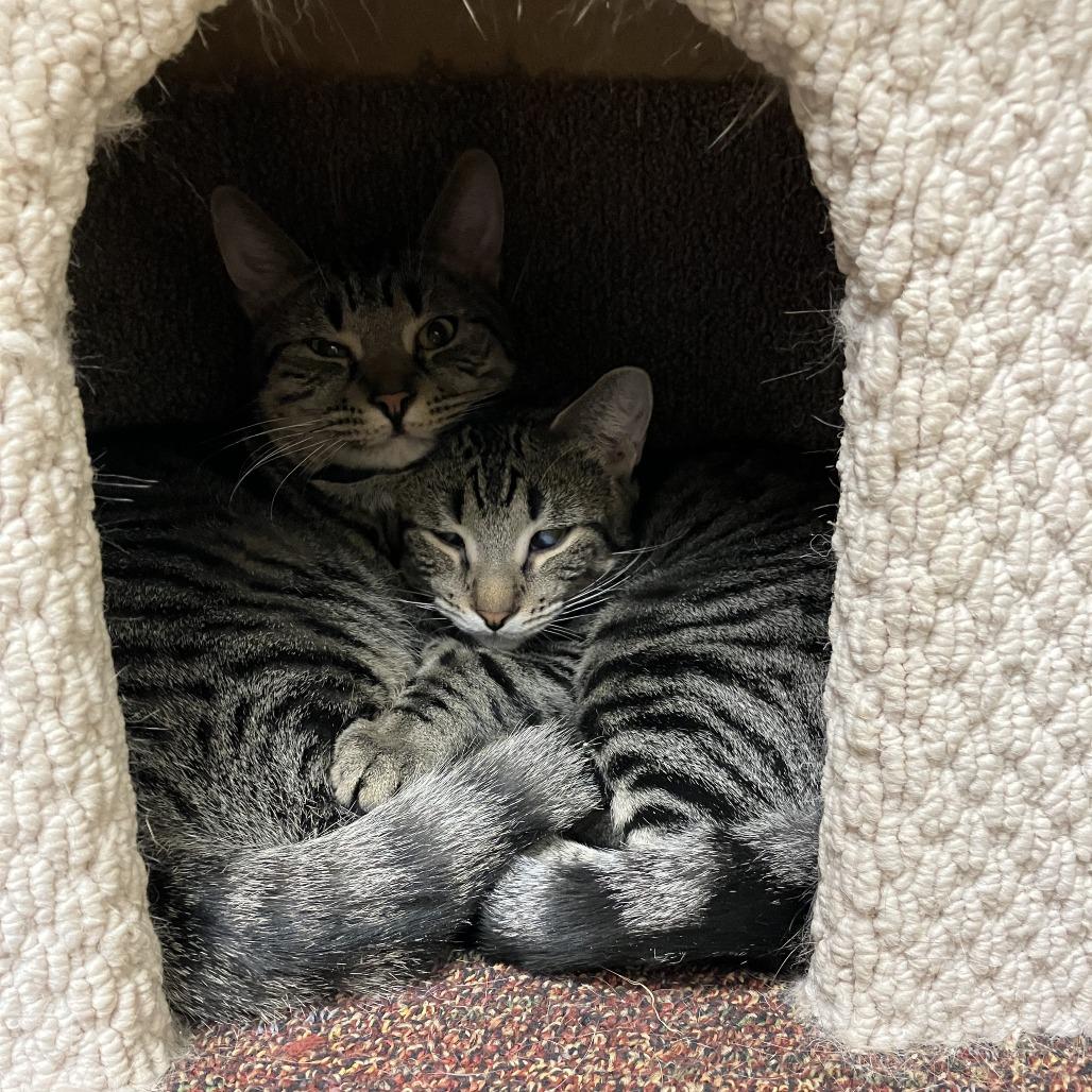 Marble, Adoptable, Young Male Domestic Short Hair.