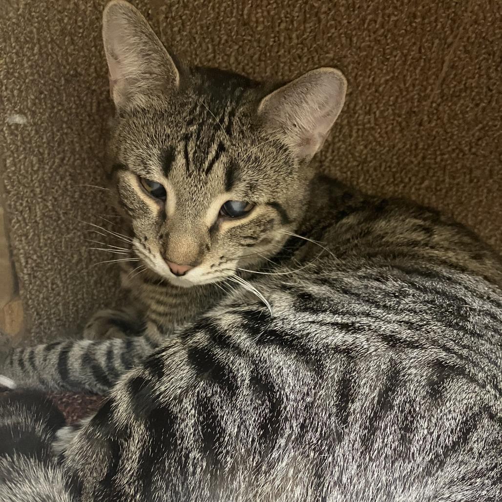 Marble, a Adoptable Domestic Short Hair in Burlington, ON image 2/5