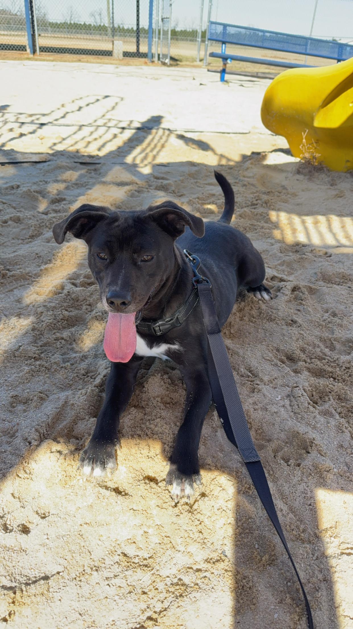 Enlarge Moonie, a Adopted mixed breed in Grand ridge, FL image 1/4