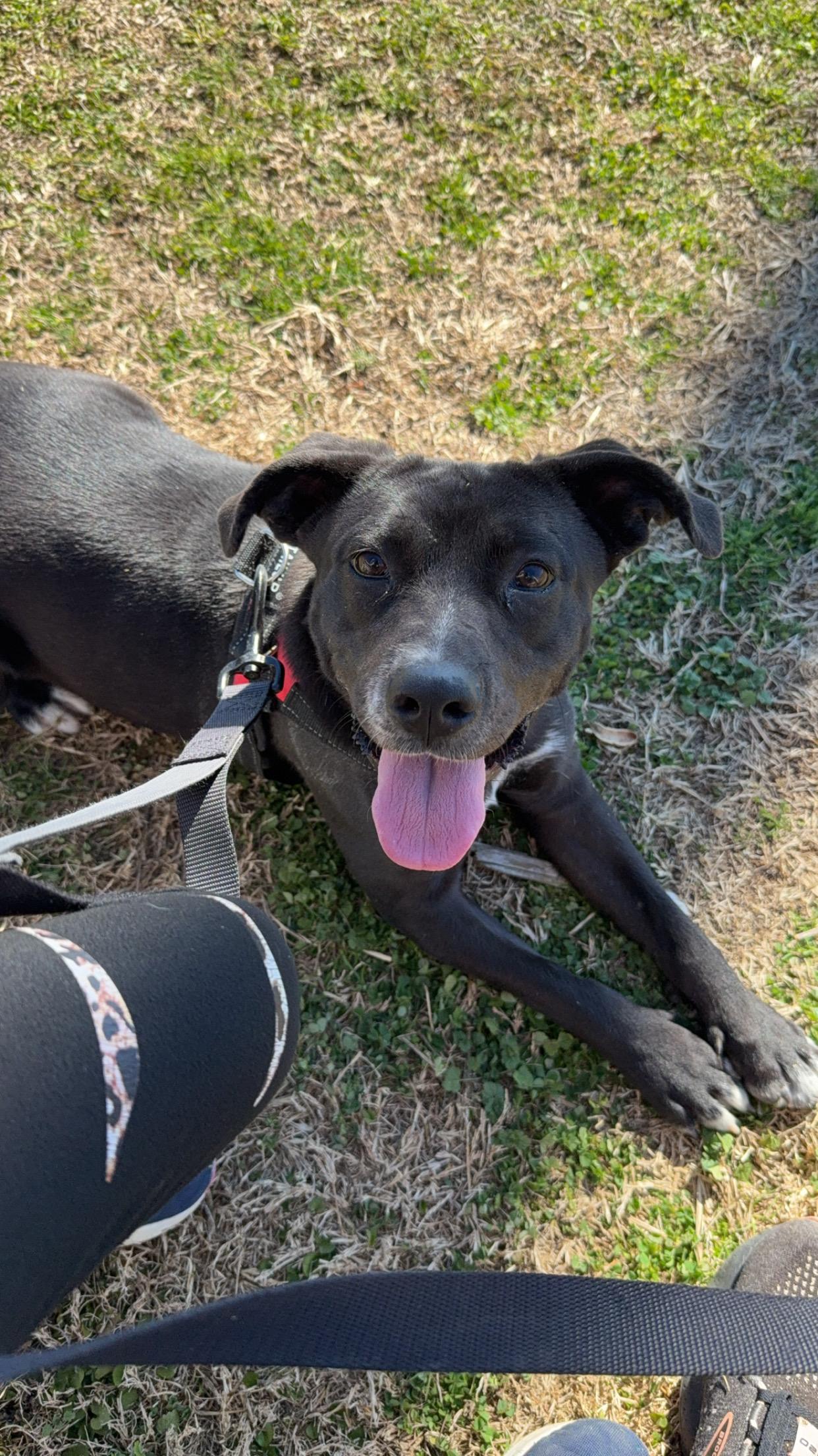 Enlarge Moonie, a Adopted mixed breed in Grand ridge, FL image 2/4