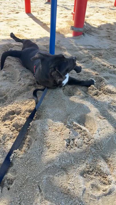 Enlarge Moonie, a Adopted mixed breed in Grand ridge, FL video 3/4