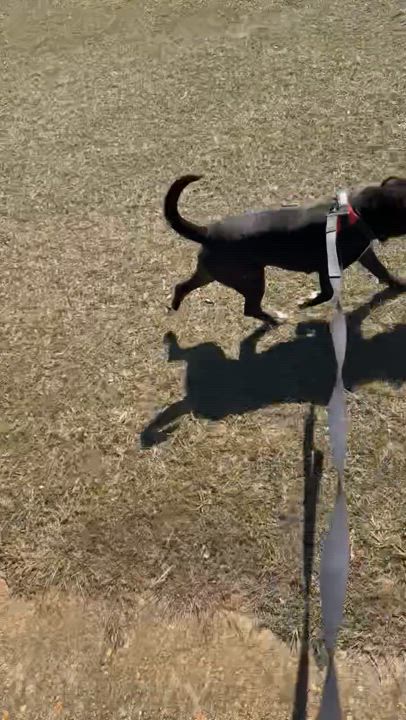 Enlarge Moonie, a Adopted mixed breed in Grand ridge, FL video 4/4
