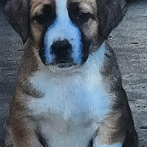 Enlarge Carl Star-Dust, a Adoptable mixed breed in Biloxi, MS image 1/4