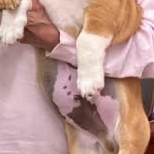 Enlarge Carl Star-Dust, a Adoptable mixed breed in Biloxi, MS image 2/4