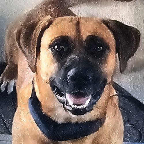 Enlarge Carl Star-Dust, a Adoptable mixed breed in Biloxi, MS image 3/4