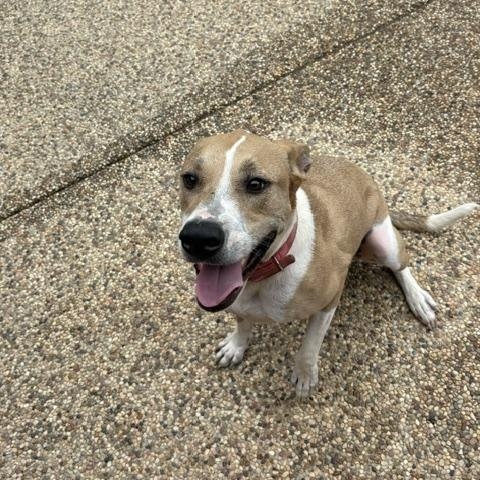 BECKY, ADOPTABLE, Adult Female Pit Bull Terrier & Doberman Pinscher.