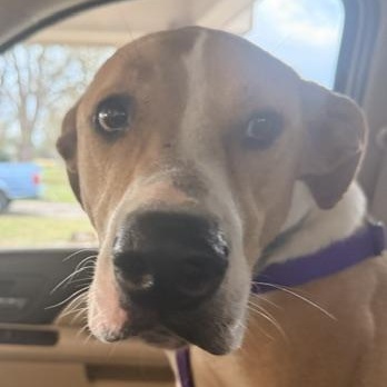 BECKY, a ADOPTABLE mixed breed in Quitman, TX image 2/6