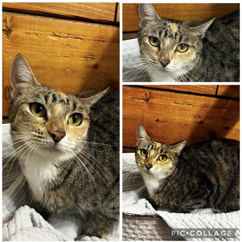 Enlarge Marie, a Adoptable Domestic Short Hair in Englewood, FL image 1/3