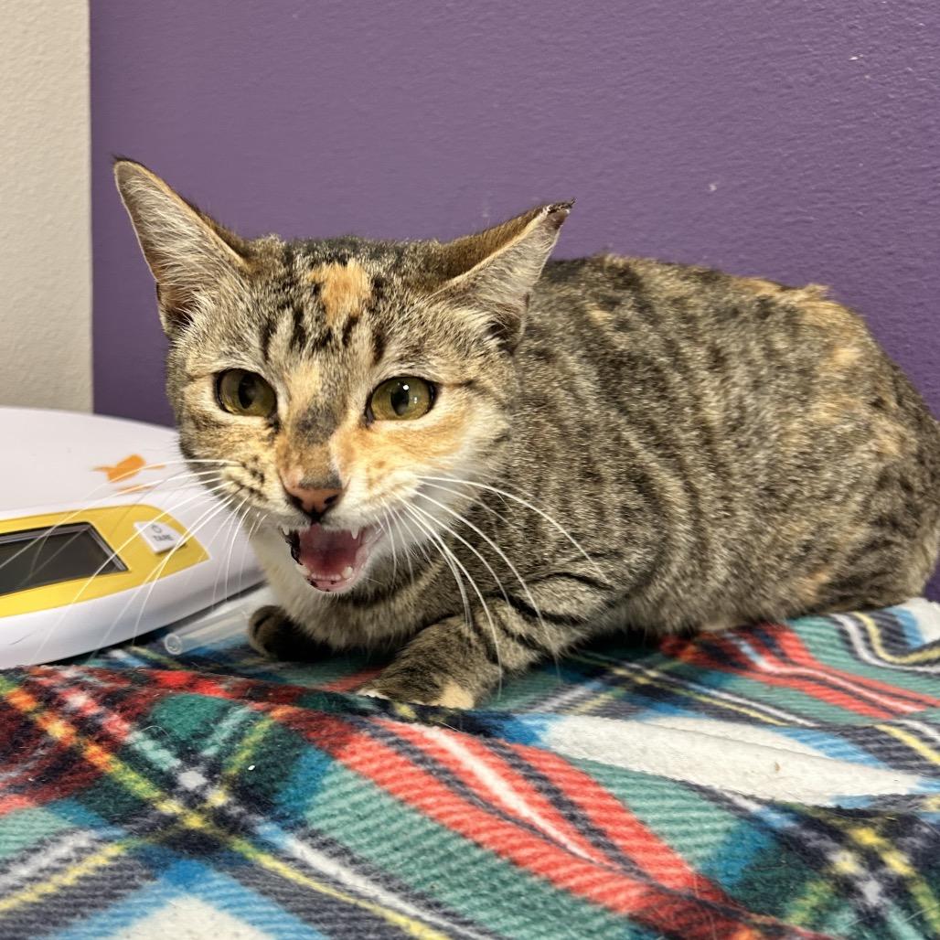 Enlarge Marie, a Adoptable Domestic Short Hair in Englewood, FL image 2/3