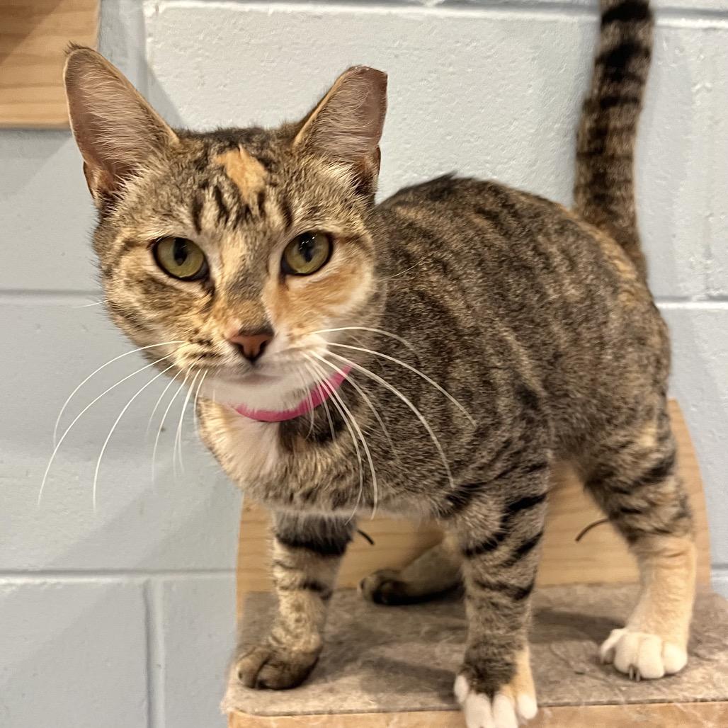 Enlarge Marie, a Adoptable Domestic Short Hair in Englewood, FL image 3/3