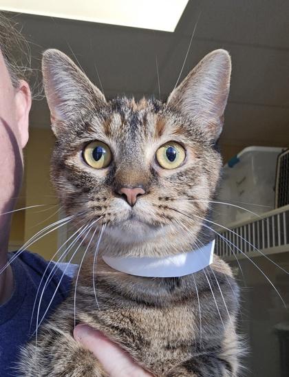 Zoey - I am at Petsmart Framingham, Adoptable, Kitten Female Domestic Short Hair & Domestic Short Hair.