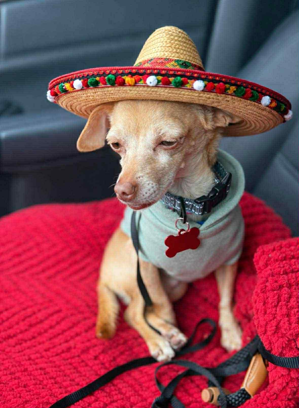 Pablo, ADOPTABLE, Adult Male Chihuahua.