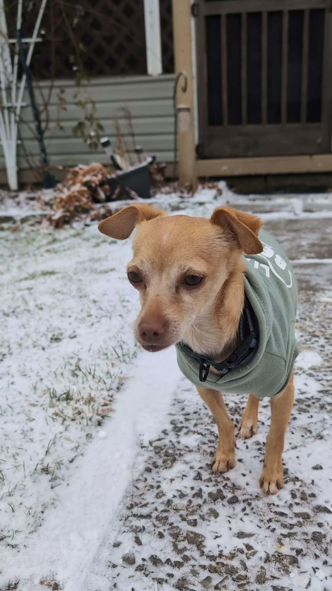 Pablo, a ADOPTABLE mixed breed in Bethel Park, PA image 2/2