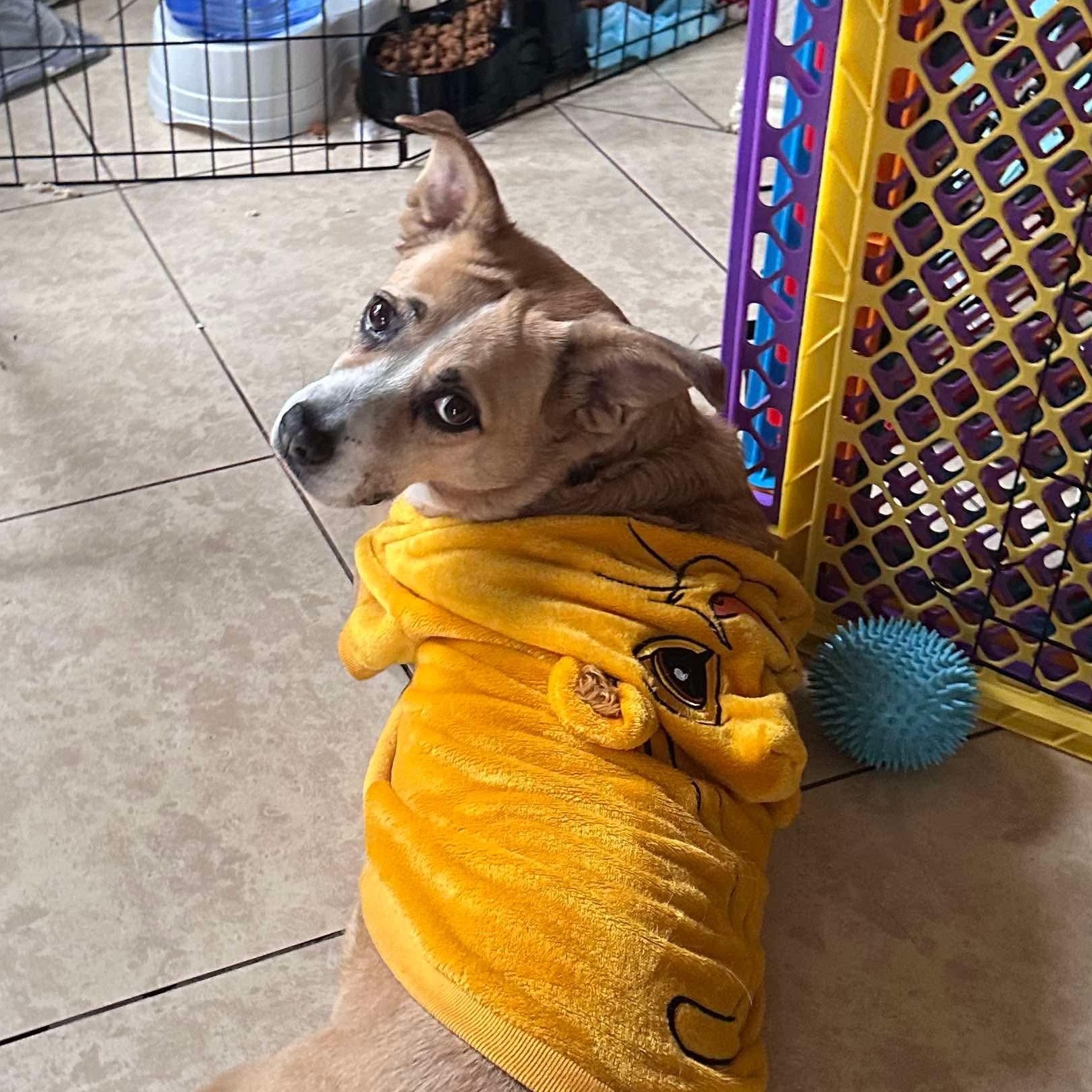 Mocha — thumbnail 3