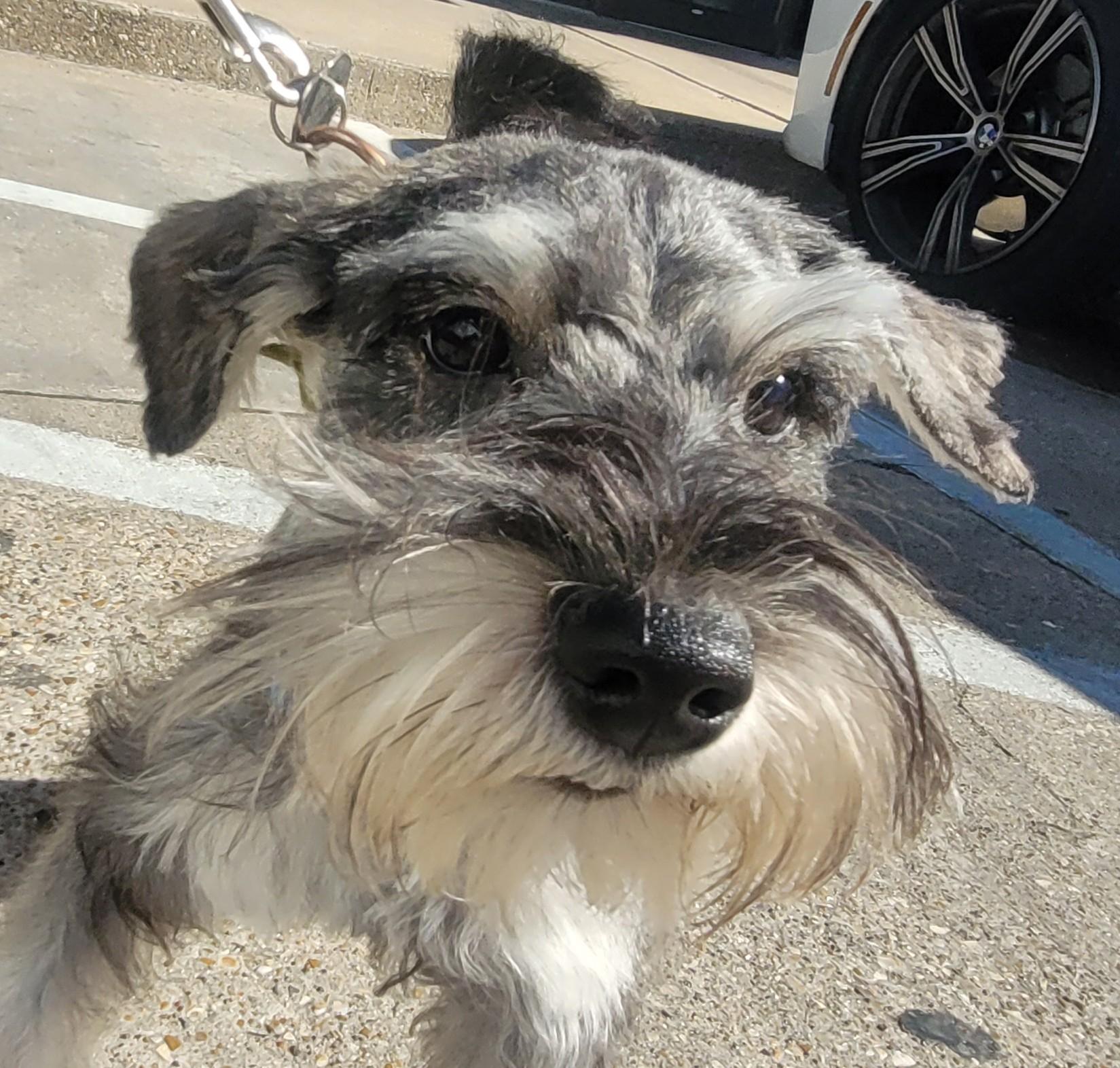Enlarge Braden 2045, an adoptable Miniature Schnauzer in Carrollton, TX image 1/2