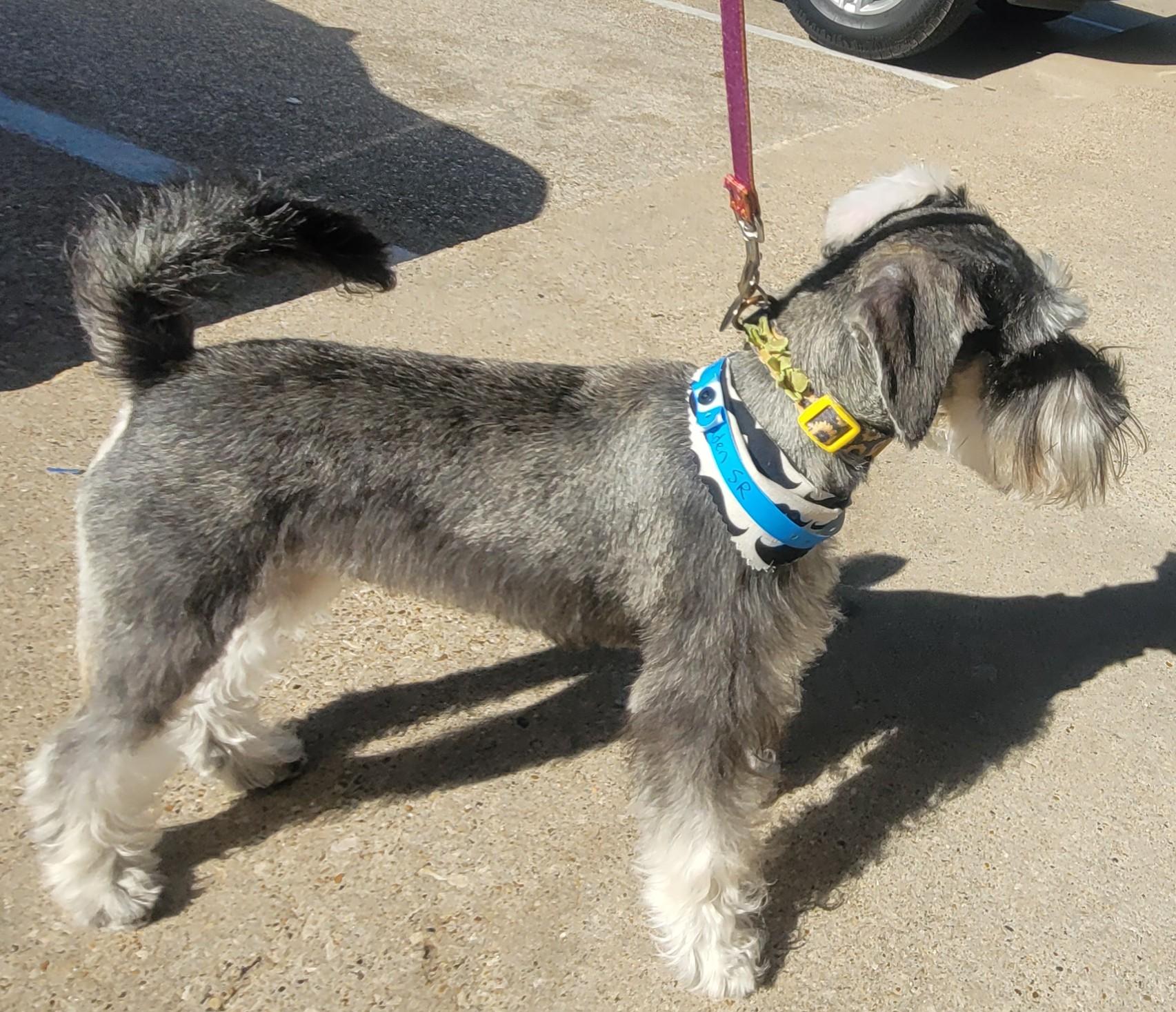 Enlarge Braden 2045, an adoptable Miniature Schnauzer in Carrollton, TX image 2/2
