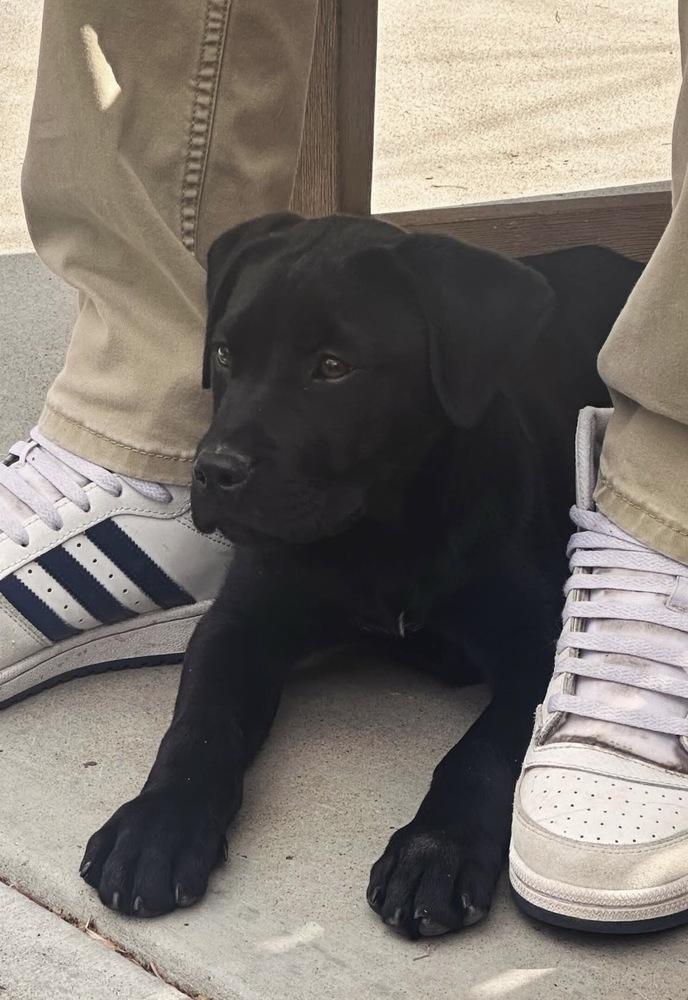 Caldere / Couscous, a Adoptable mixed breed in Broomfield, CO image 3/6