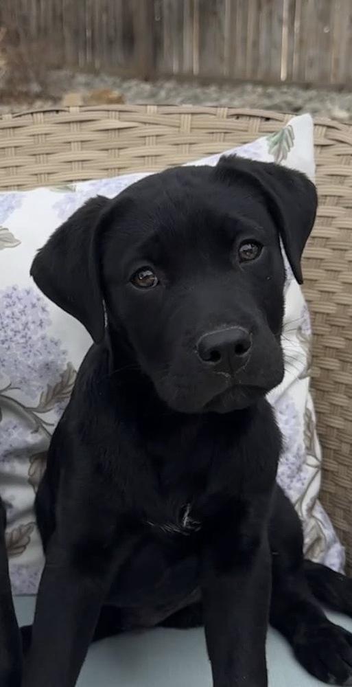 Caldere / Couscous, a Adoptable mixed breed in Broomfield, CO image 4/6