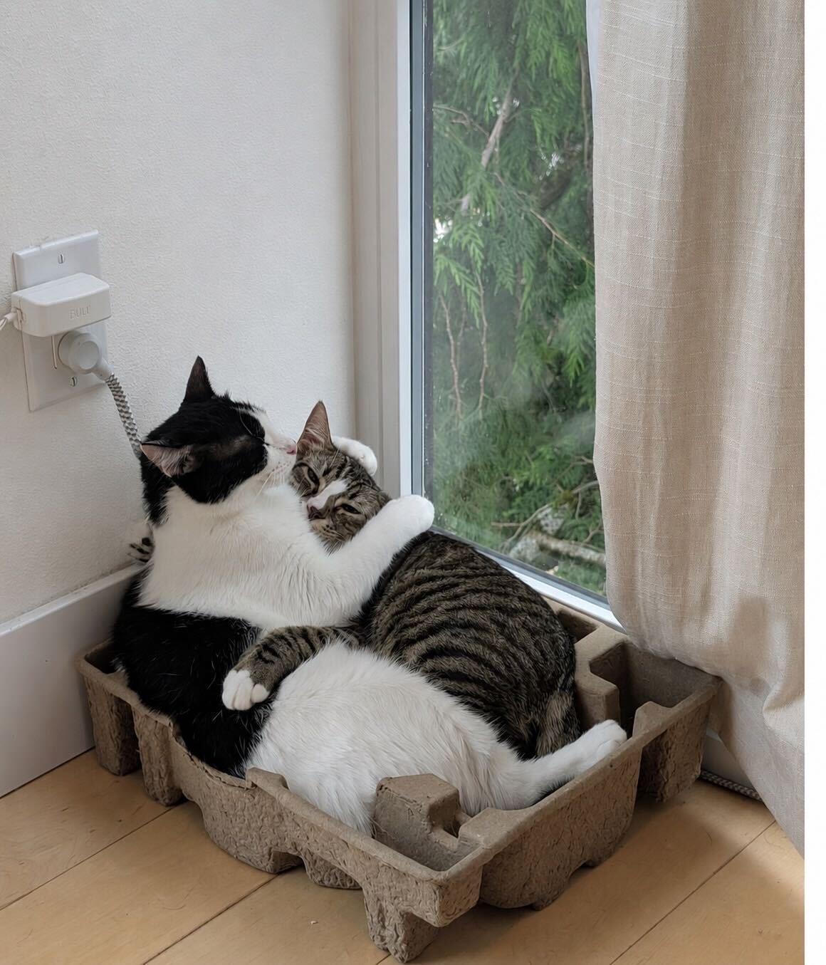 Enlarge Jerry and Milkshake, an adoptable Domestic Short Hair in Seattle, WA image 2/6