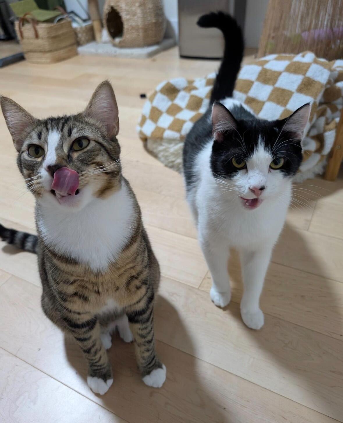 Enlarge Jerry and Milkshake, an adoptable Domestic Short Hair in Seattle, WA image 4/6