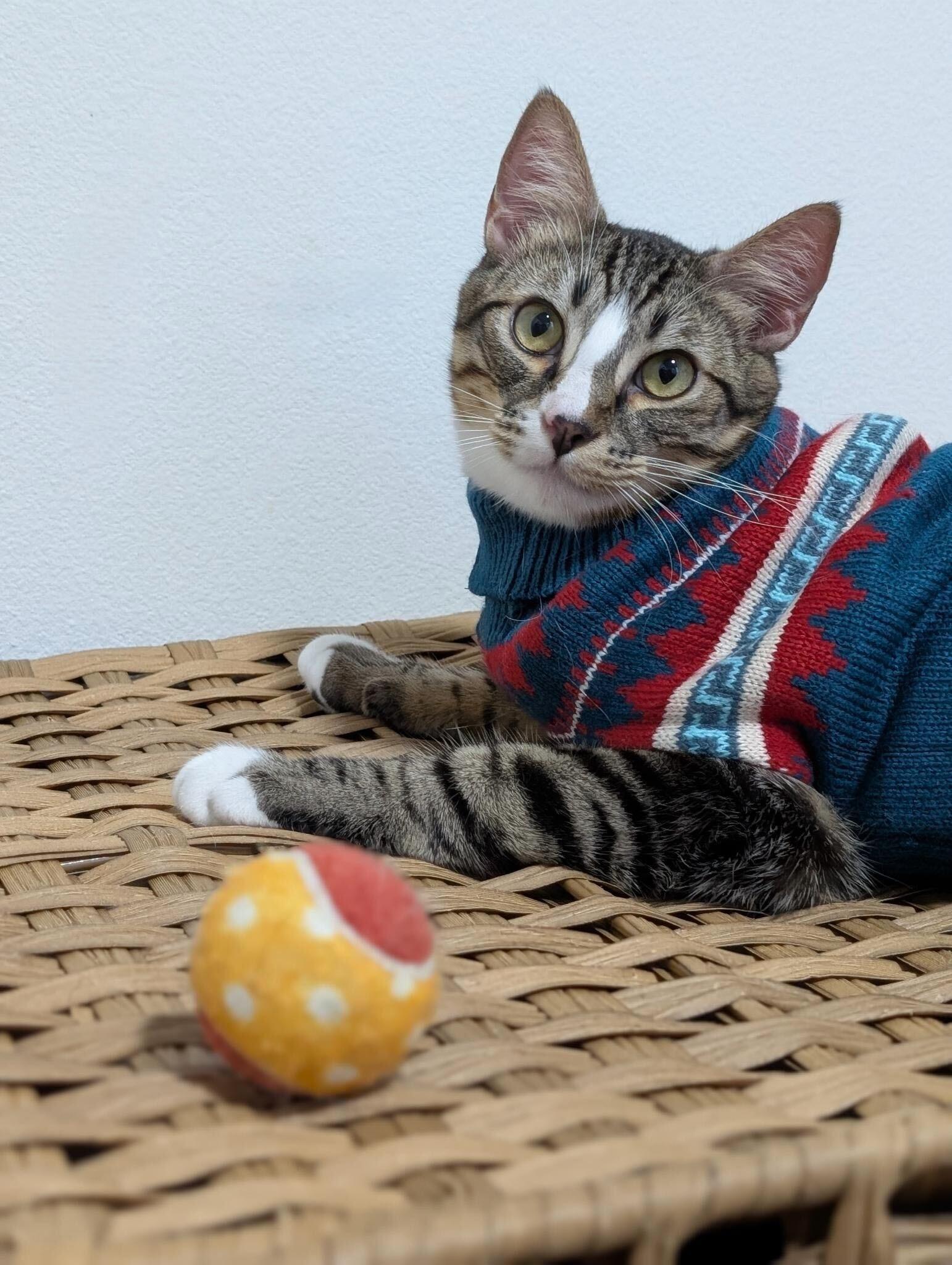 Enlarge Jerry and Milkshake, an adoptable Domestic Short Hair in Seattle, WA image 4/6