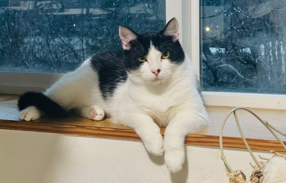 Enlarge Jerry and Milkshake, an adoptable Domestic Short Hair in Seattle, WA image 3/6