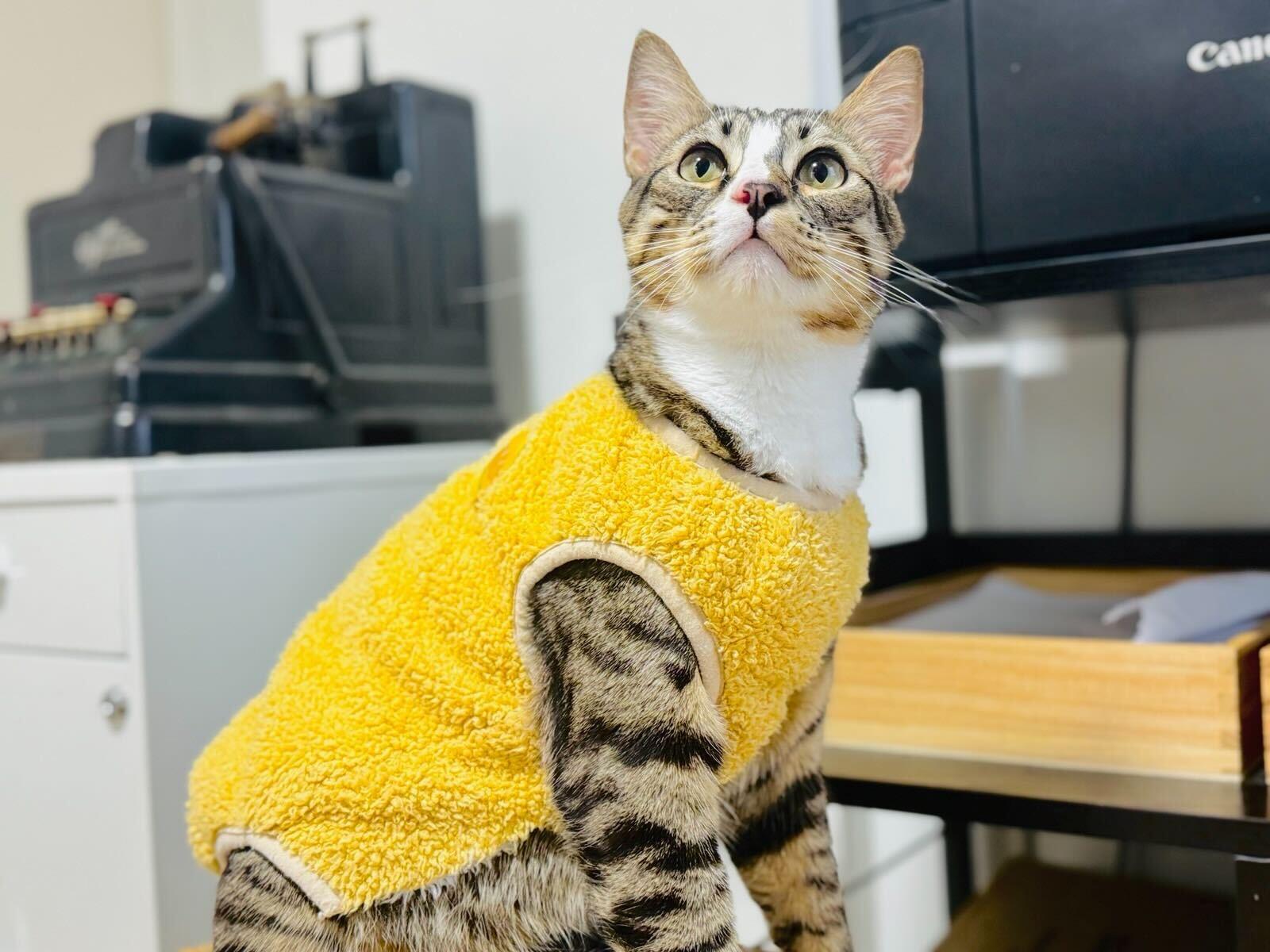 Enlarge Jerry and Milkshake, an adoptable Domestic Short Hair in Seattle, WA image 6/6