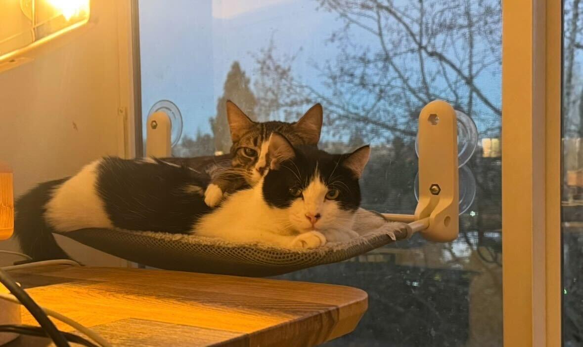 Enlarge Jerry and Milkshake, an adoptable Domestic Short Hair in Seattle, WA image 5/6