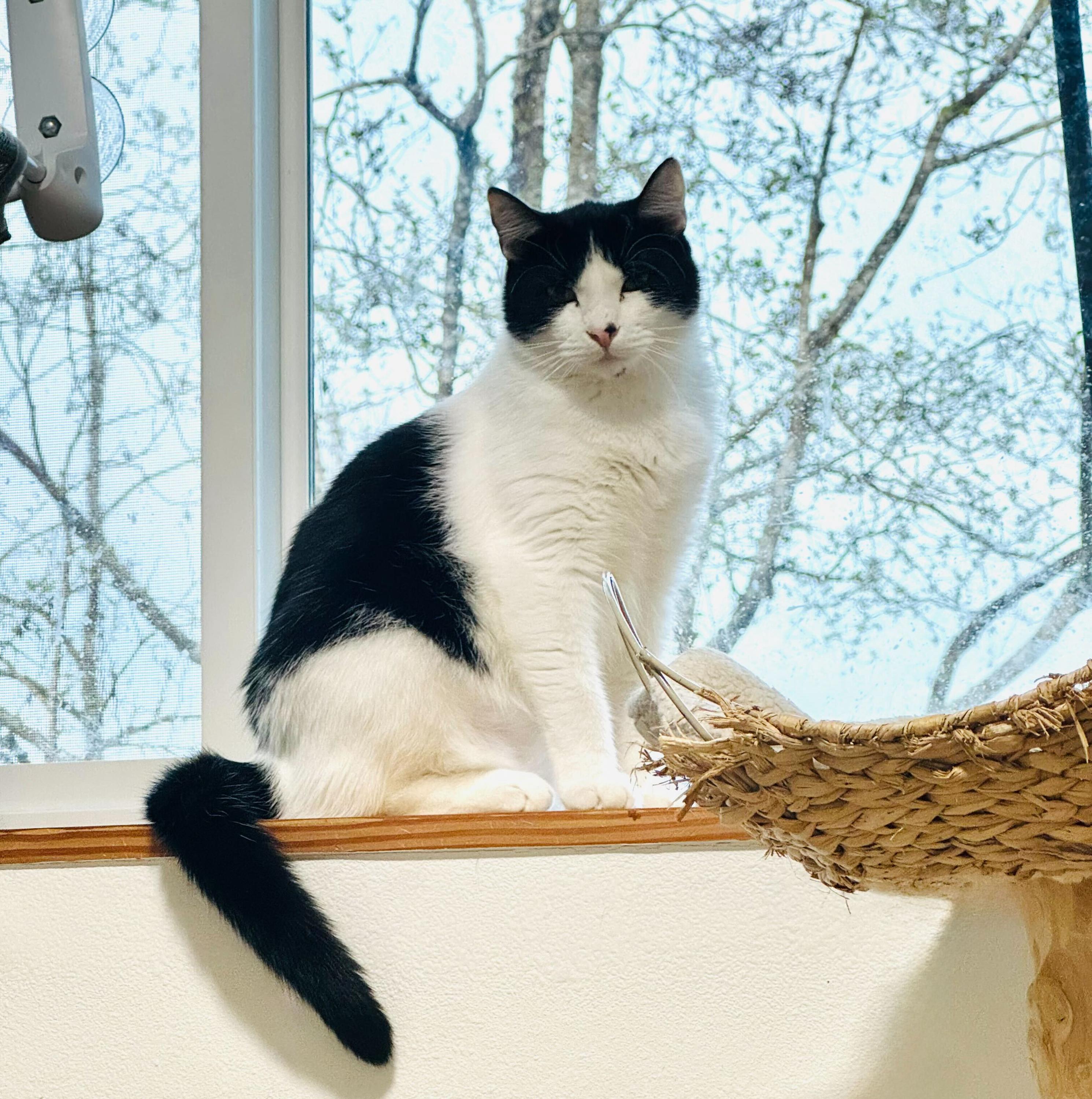 Enlarge Jerry and Milkshake, an adoptable Domestic Short Hair in Seattle, WA image 5/6