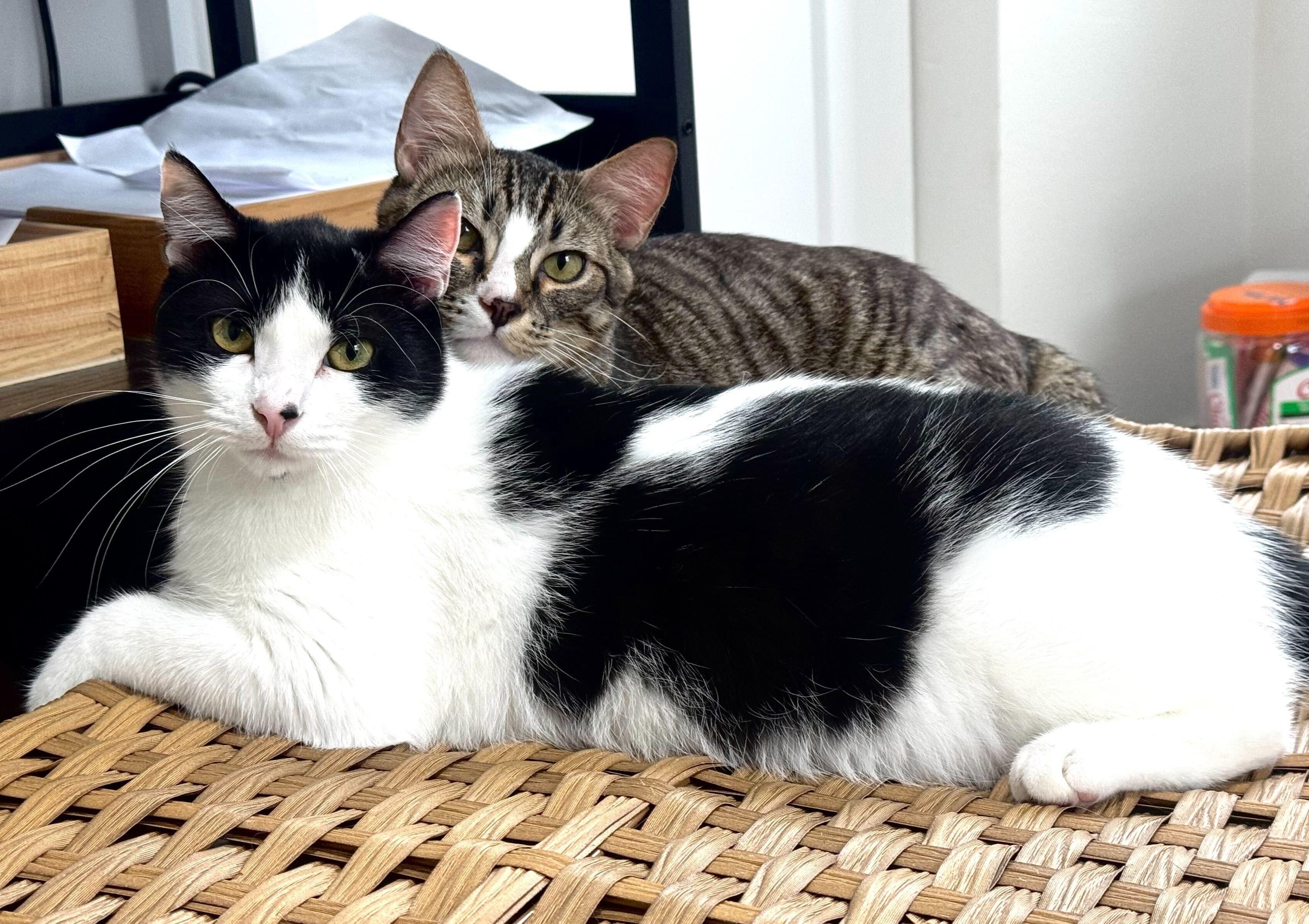 Enlarge Jerry and Milkshake, an adoptable Domestic Short Hair in Seattle, WA image 2/6