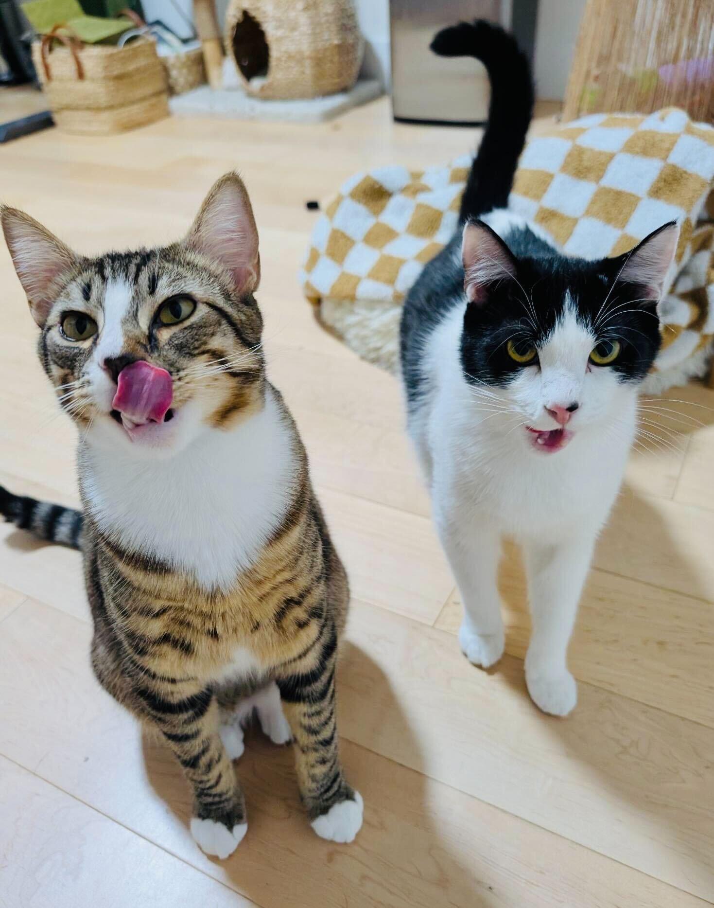 Enlarge Jerry and Milkshake, an adoptable Domestic Short Hair in Seattle, WA image 3/6