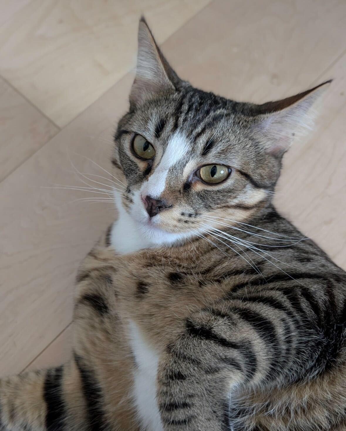 Enlarge Jerry and Milkshake, an adoptable Domestic Short Hair in Seattle, WA image 2/6