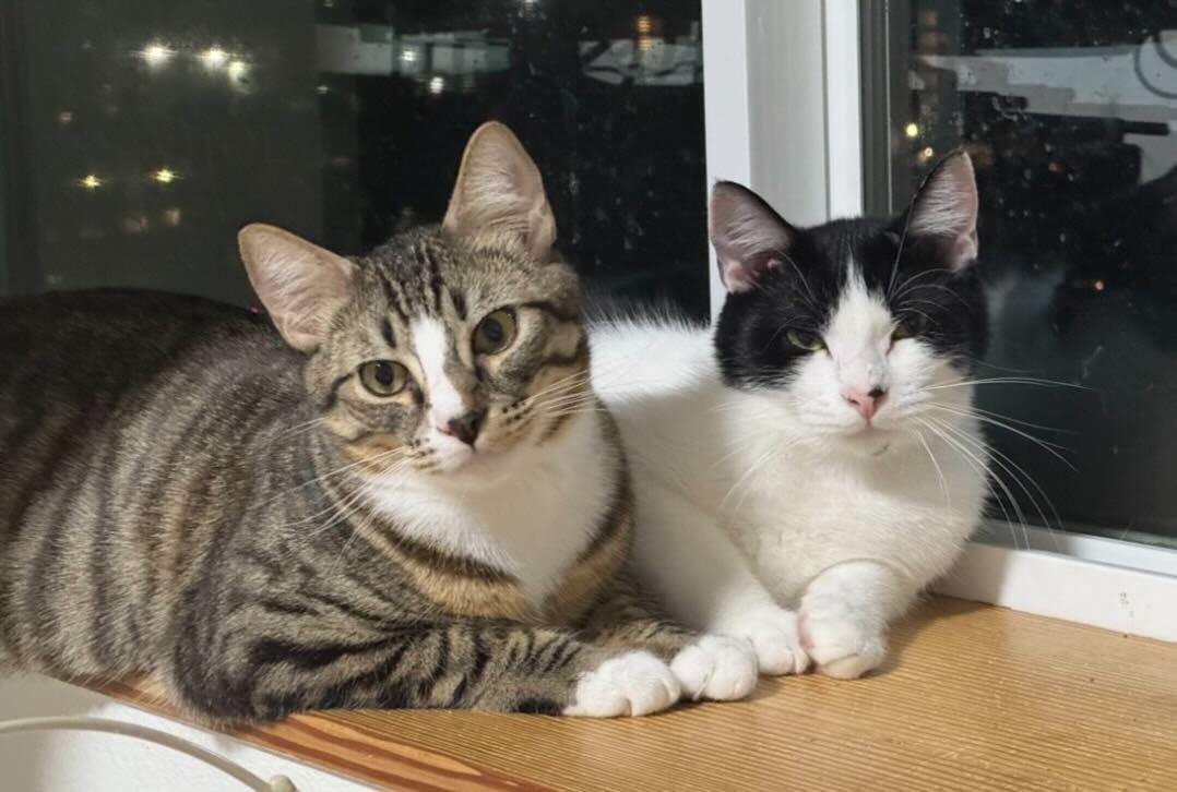 Jerry and Milkshake, adoptable, Kitten Male Domestic Short Hair.