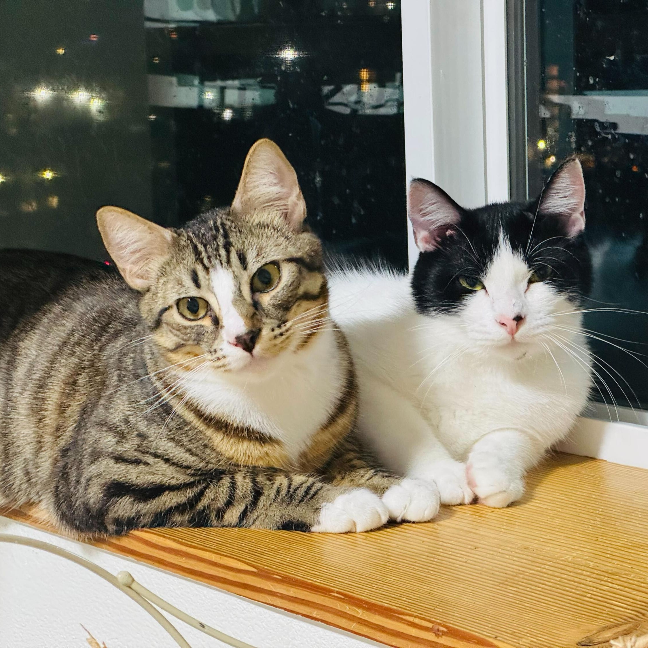Enlarge Jerry and Milkshake, an adoptable Domestic Short Hair in Seattle, WA image 1/6