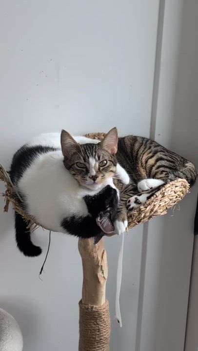 Enlarge Jerry and Milkshake, an adoptable Domestic Short Hair in Seattle, WA video 6/6