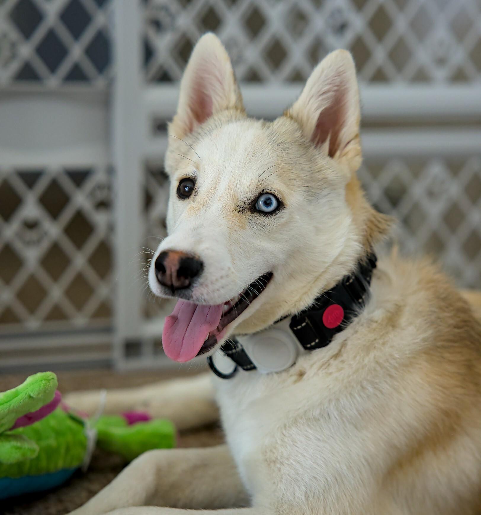 Enlarge Elton, a Adoptable mixed breed in Cottonwood Heights, UT image 1/6