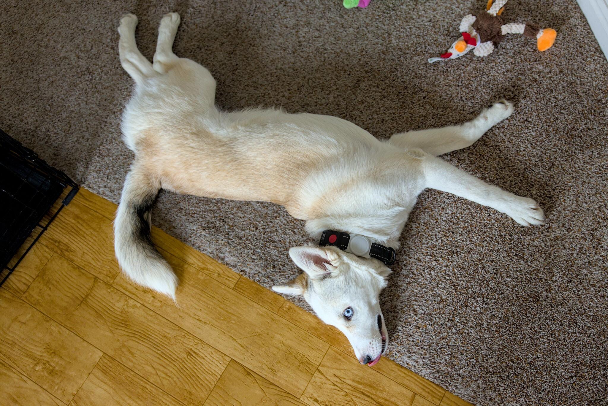 Enlarge Elton, a Adoptable mixed breed in Cottonwood Heights, UT image 2/6