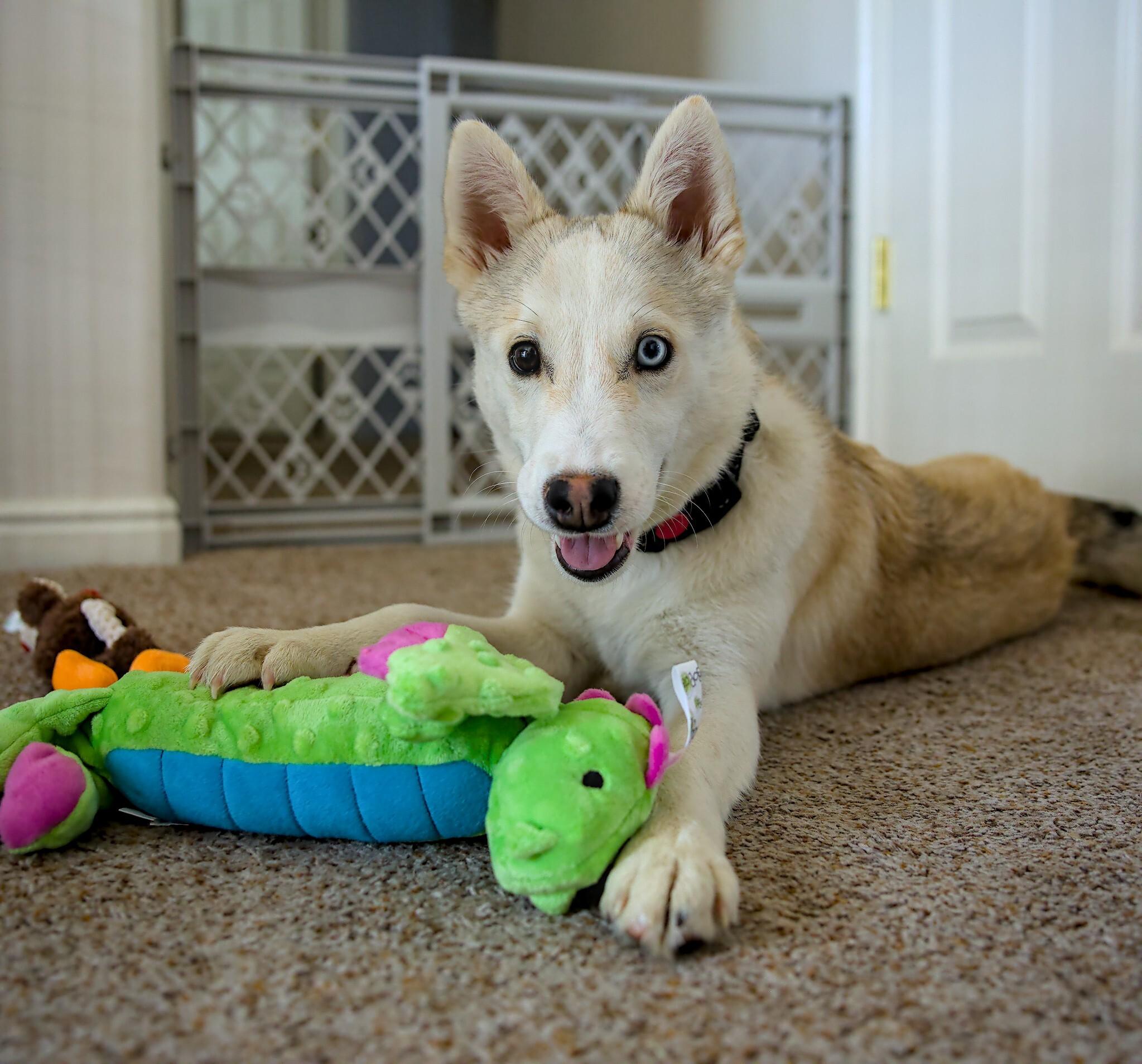 Enlarge Elton, a Adoptable mixed breed in Cottonwood Heights, UT image 3/6