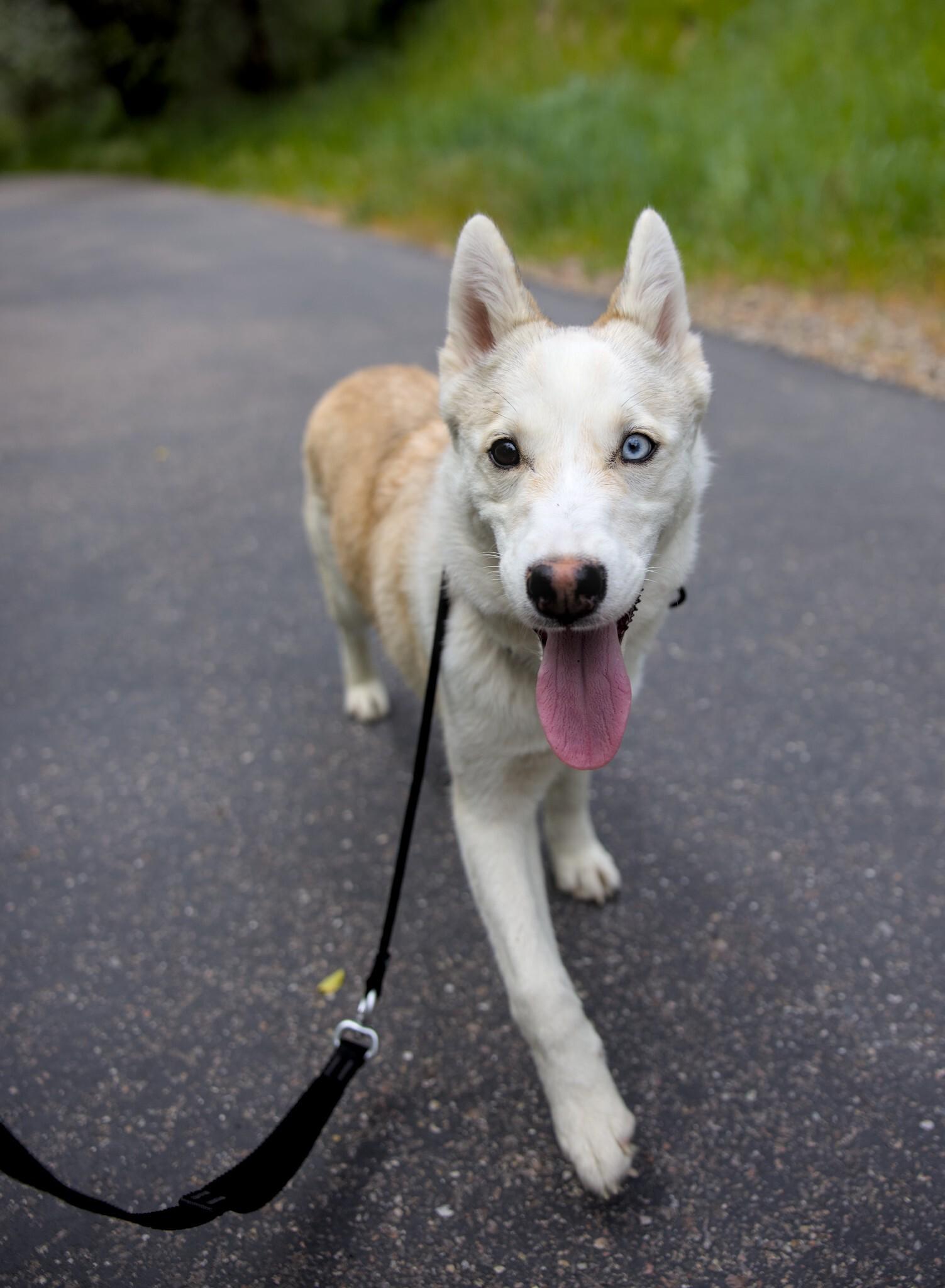 Enlarge Elton, a Adoptable mixed breed in Cottonwood Heights, UT image 5/6