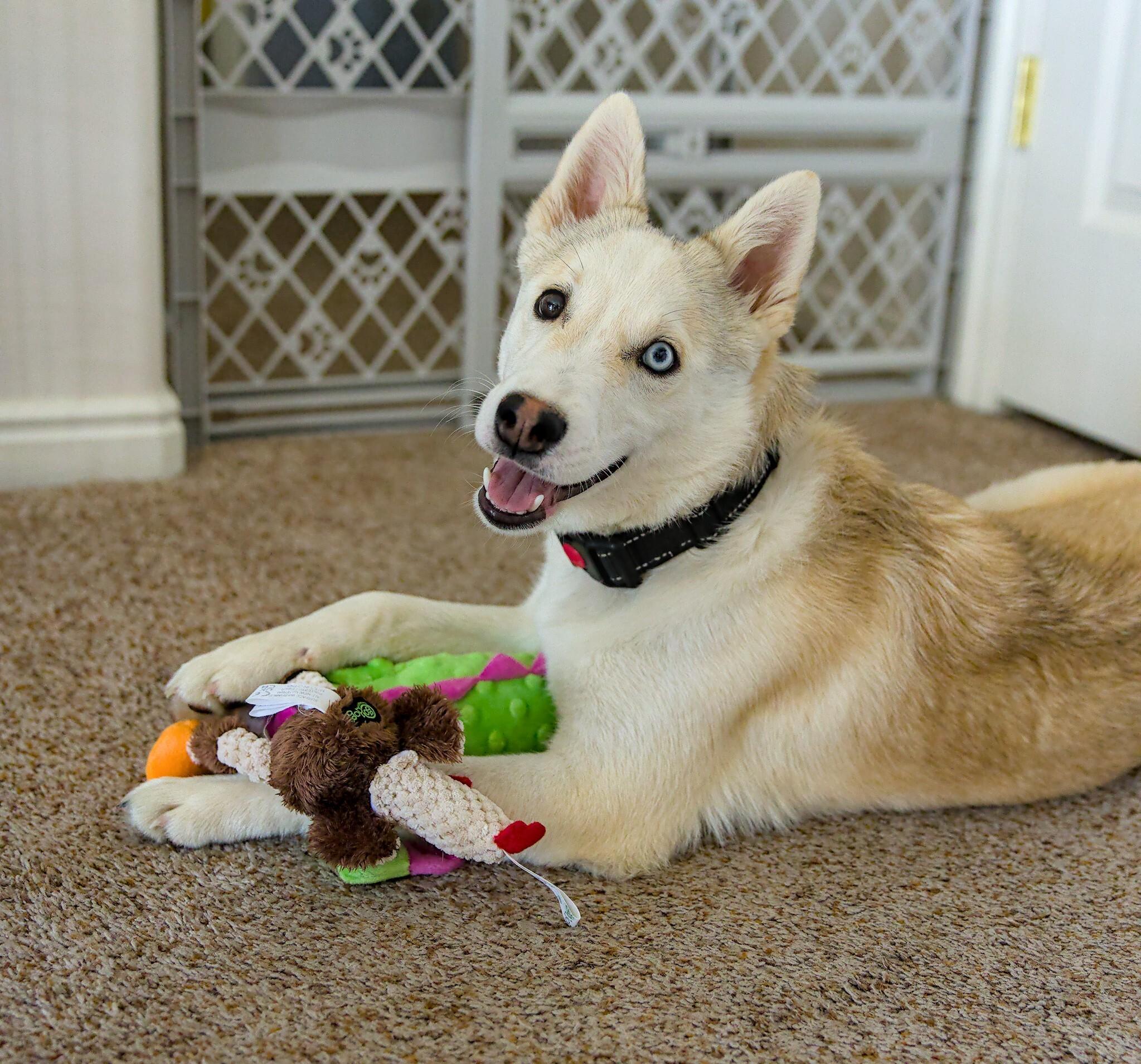 Enlarge Elton, a Adoptable mixed breed in Cottonwood Heights, UT image 6/6