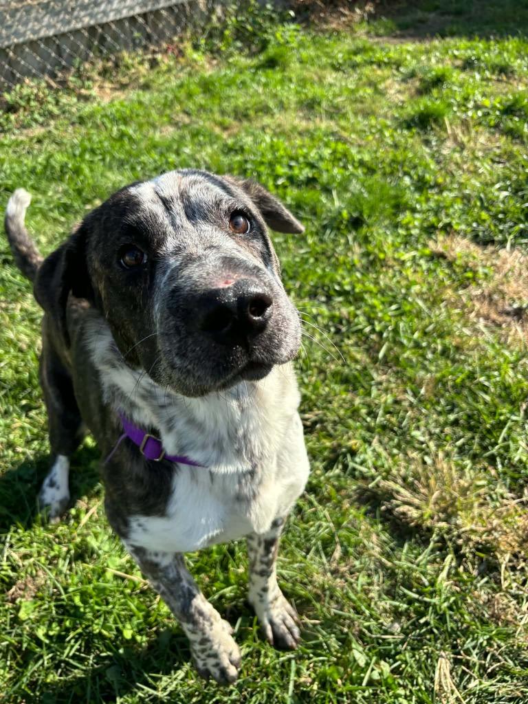 Dora, Adoptable, Puppy Female Shar-Pei & Cattle Dog.