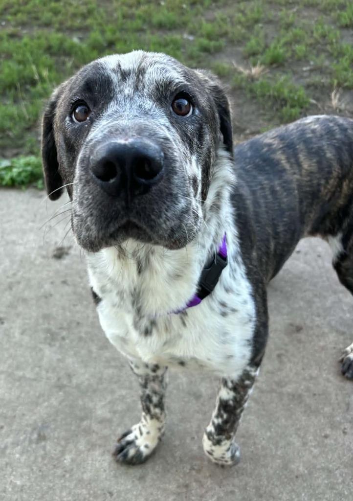 Enlarge Dora, a Adoptable mixed breed in Warren, MI image 2/5