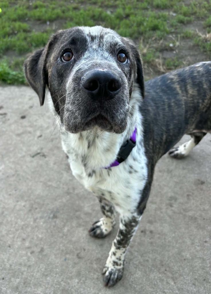 Enlarge Dora, a Adoptable mixed breed in Warren, MI image 3/5