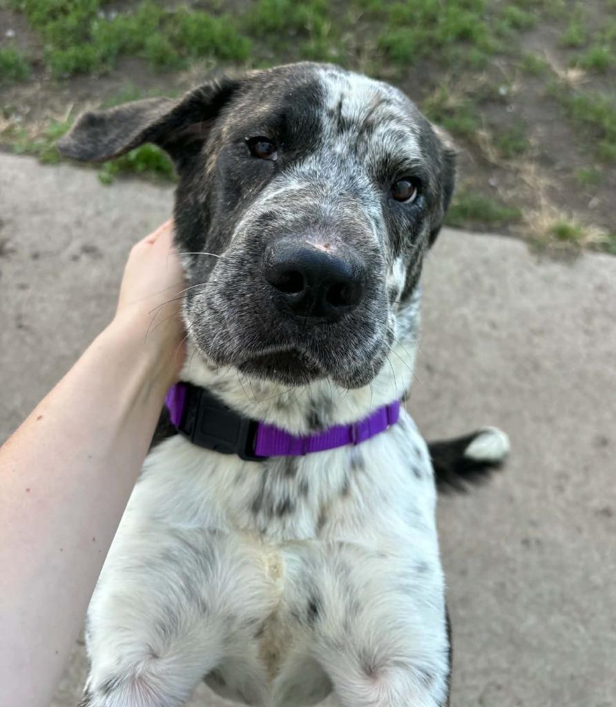 Enlarge Dora, a Adoptable mixed breed in Warren, MI image 4/5