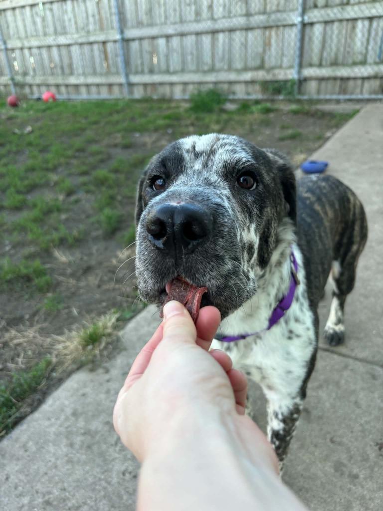 Enlarge Dora, a Adoptable mixed breed in Warren, MI image 5/5