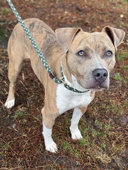 Shyla — thumbnail 2