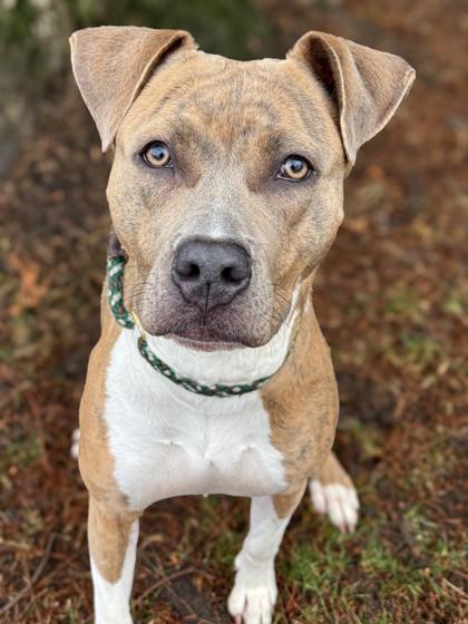 Shyla — thumbnail 3